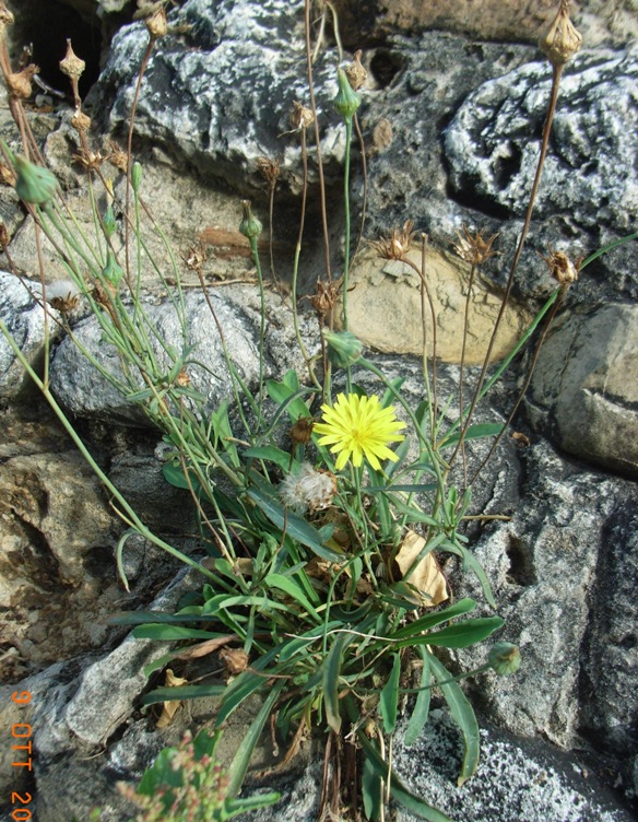 Reichardia picroides / Grattalingua comune - Caccialepre